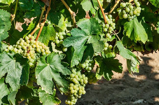 Cava vīnogu šķirnes: trīs galvenās vīnogas...