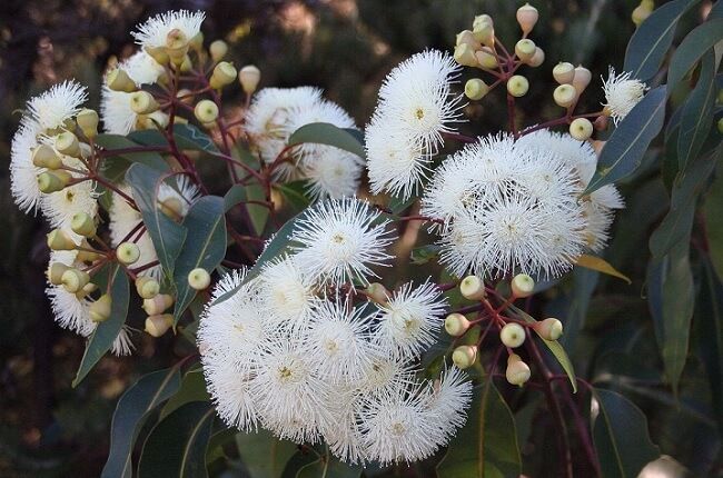दुर्लभ 'मेगा ब्लॉसम' मार्गरेट नदी अंगूर को पक्षियों से बचाता है...