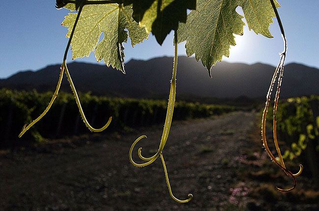 Argentijnse wijnmakers