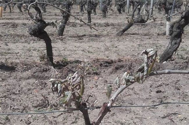 Frost in Loire-Weinbergen
