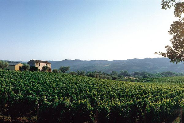 Masciarelli - nuovo packaging per la linea Villa Gemma...