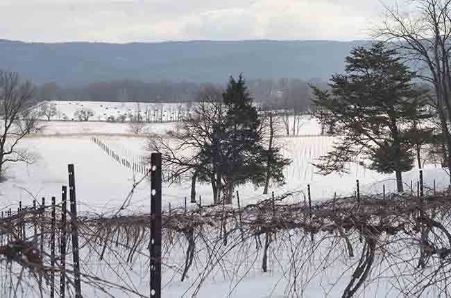 Veramar vingård, Bogarty Family Wine Estates