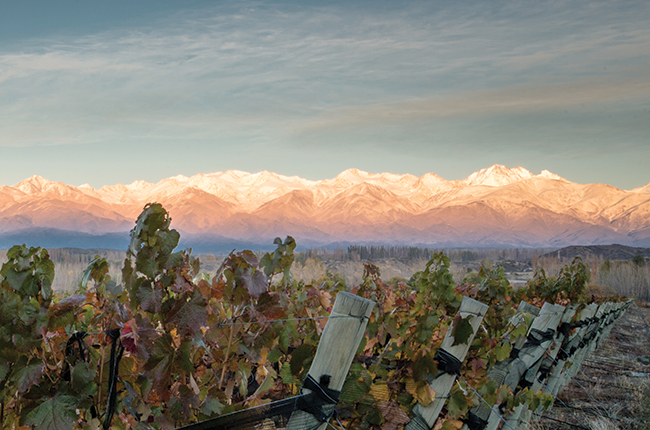 Azienda vinicola Gouguenheim...
