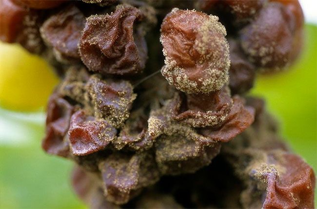 plemenita gniloba, kutet