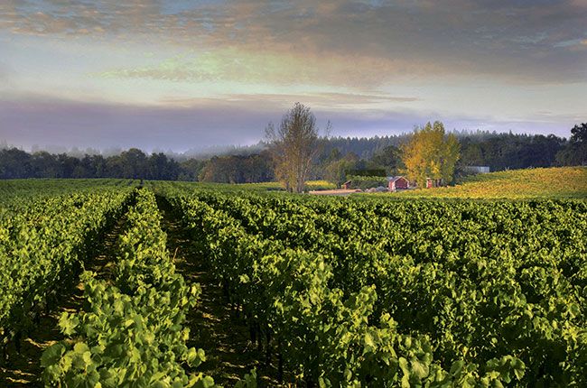 Druvsorter i Kalifornien: Varför platsen är viktig...