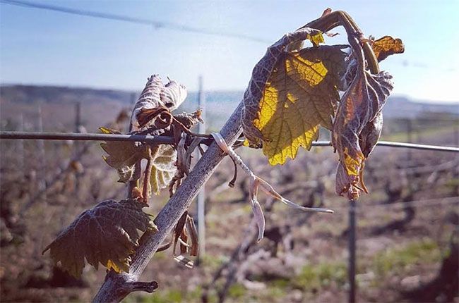 vinogradi podnebnih sprememb