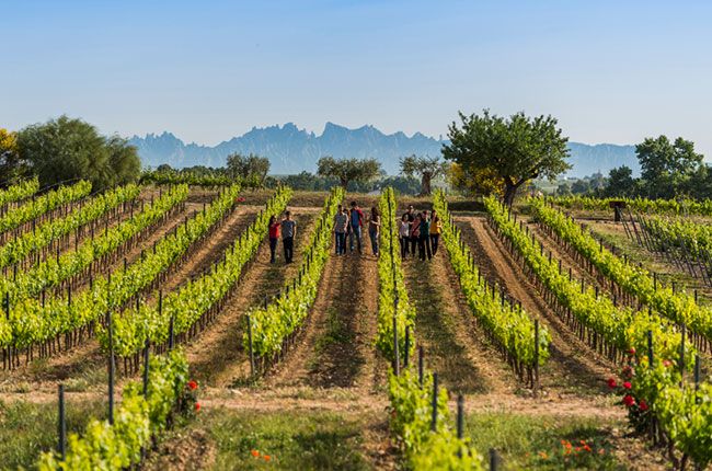 டோரஸ் ஒயின் ஆலைகள்