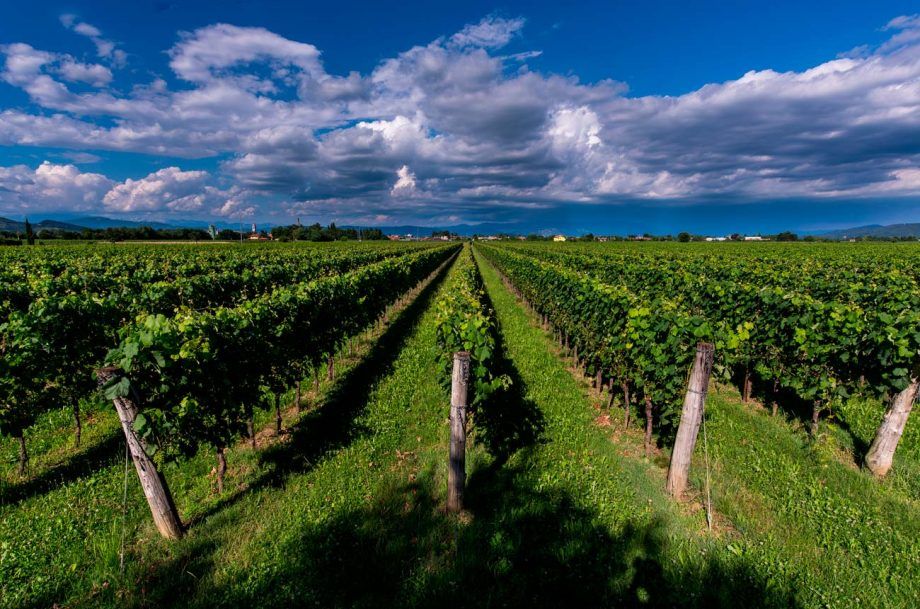 Masùt da Rive: Εκλεκτά κρασιά από το Friuli...