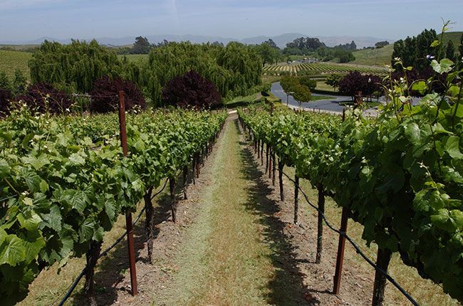 మెరిసే వైన్ కోసం లాస్ కార్నెరోస్ AVA ను ఏది అనుకూలంగా చేస్తుంది? - డికాంటర్‌ను అడగండి...