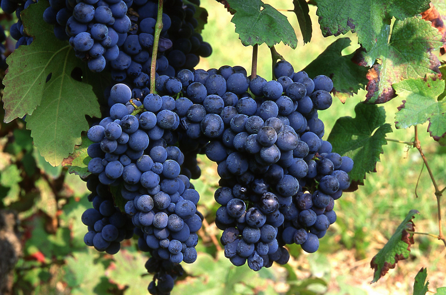 Què és Freisa? Pregunteu a Decanter...