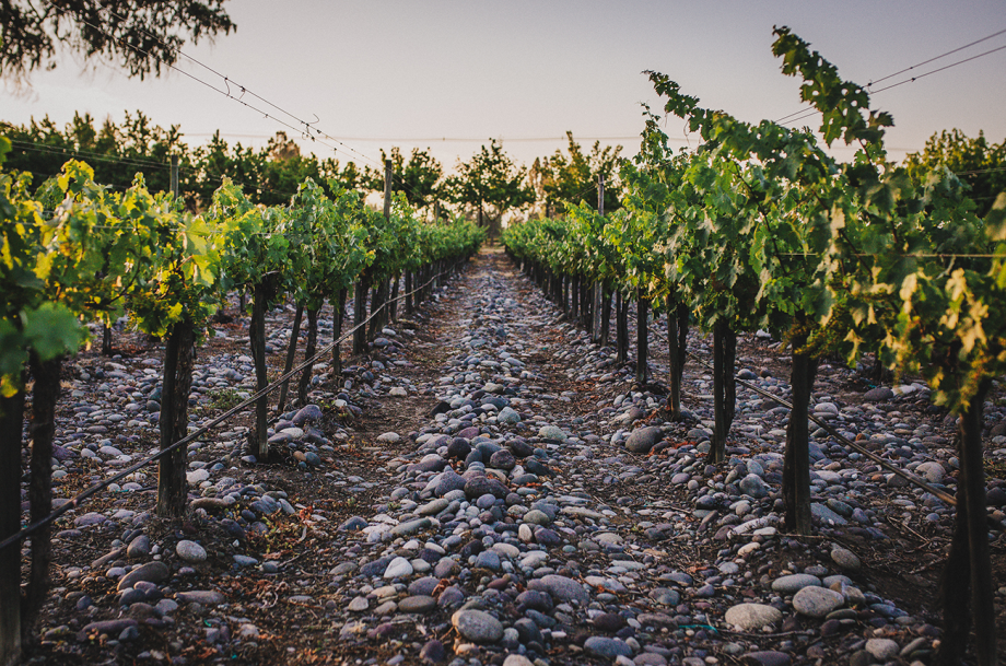 వైన్ తయారీదారులు త్రాగడానికి ఇష్టపడే ఐదు ప్రత్యేకమైన వైన్లు...