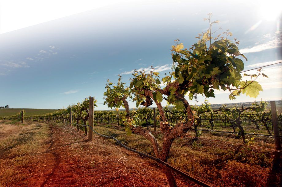 Wild West: ไวน์ออสเตรเลีย...