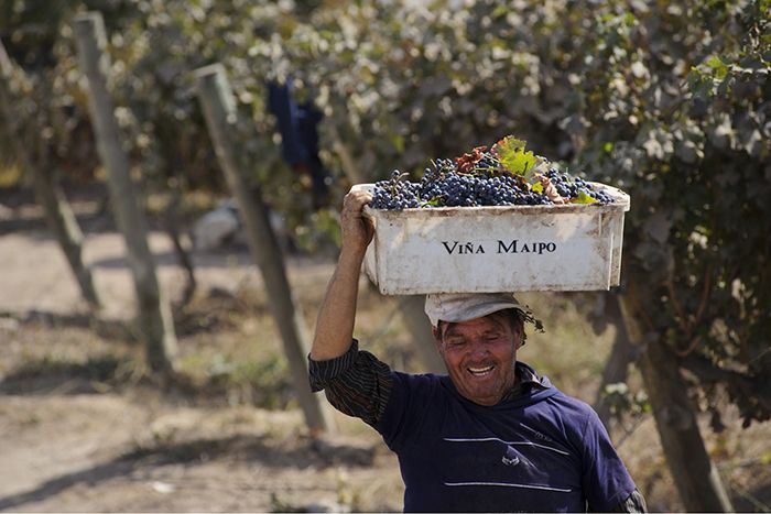 Viña Maipo väljendab ustavalt oma Tšiili päritolu...