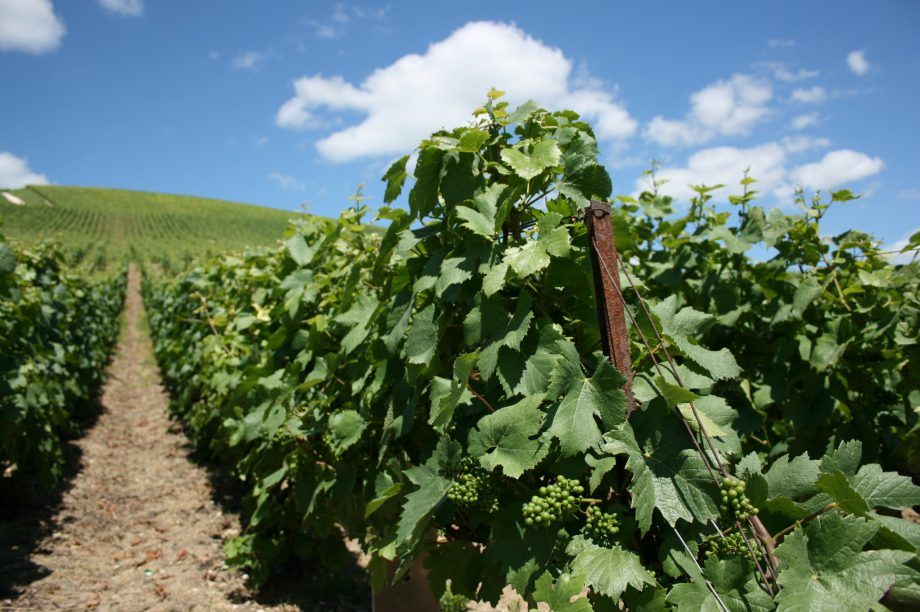 Jefford Pinot-wijnstokken AÃ¿