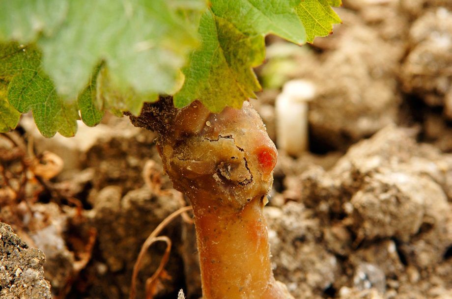 Vinrunderstammer: At komme til roden af sagen...