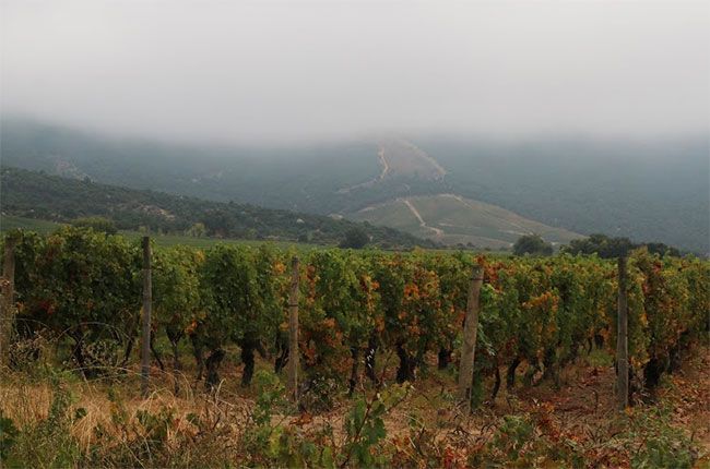 Vinogradi doline Colchagua, berba Čile 2016