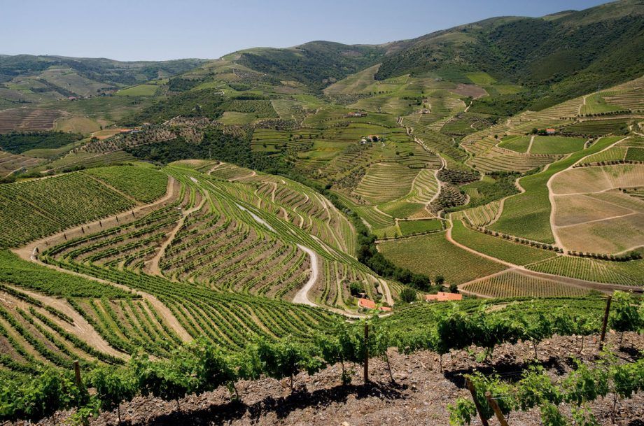 Chryseia: un perfil del vi icona de Portugal i de les novetats...