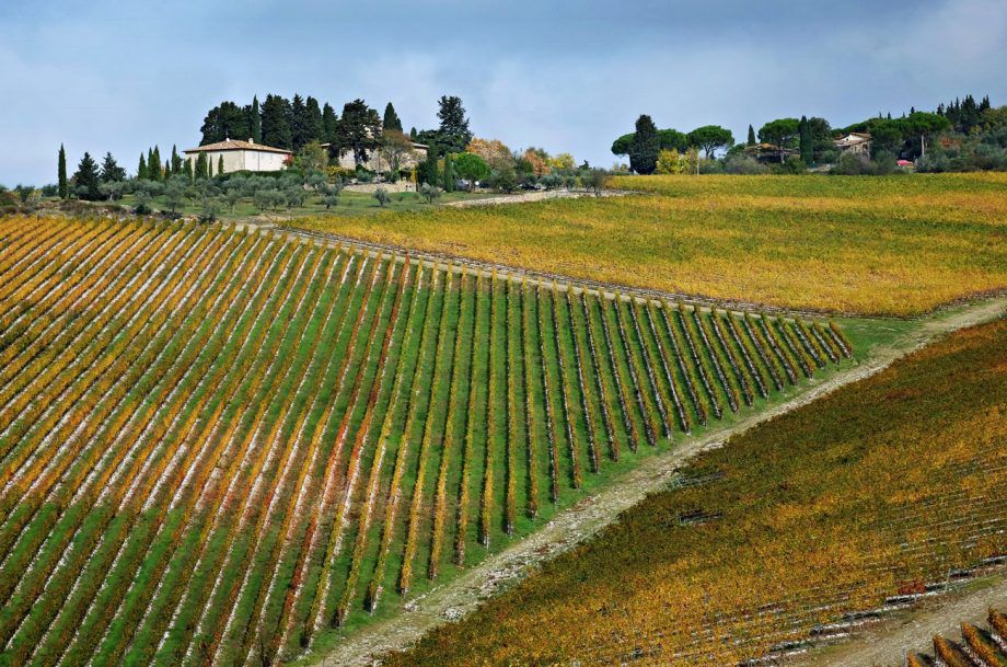 ปี 2017 ของ Antinori: ชิม Tignanello & Solaia...