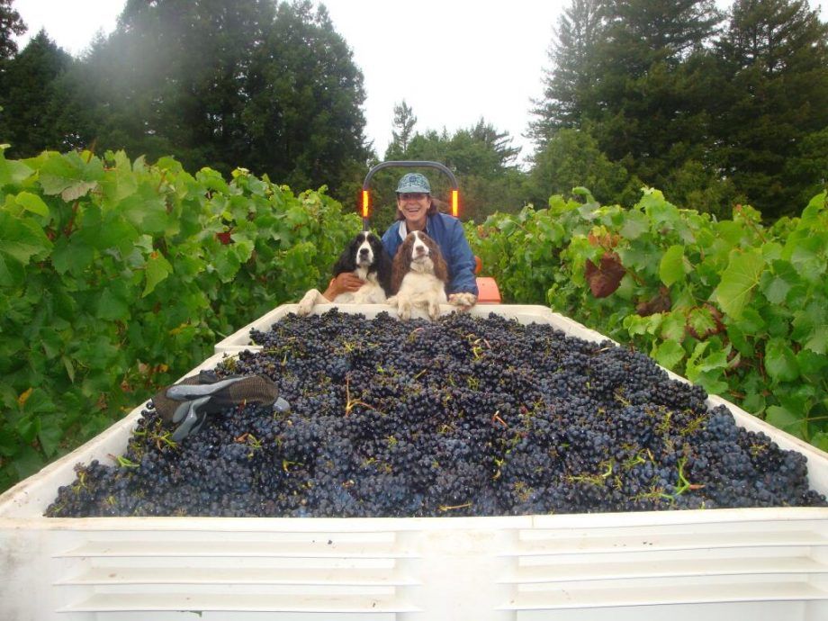 Tempranillo, rodantis potencialą Sonomoje, sako Marimaras Torresas...