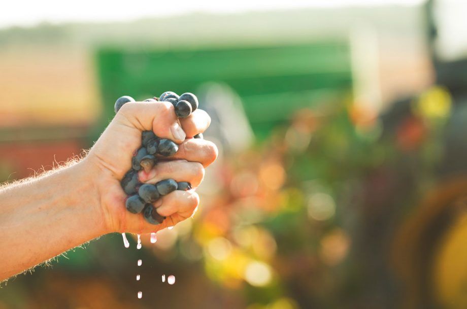 బోబల్ ద్రాక్ష గురించి తెలుసుకోండి...