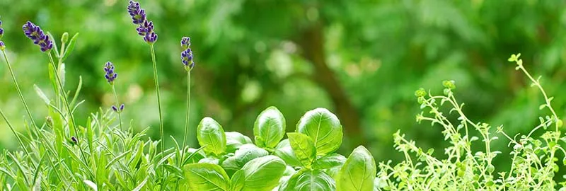 8 коктела од свежег биља