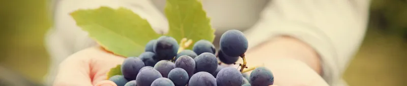 Откройте для себя пять великих органических вин