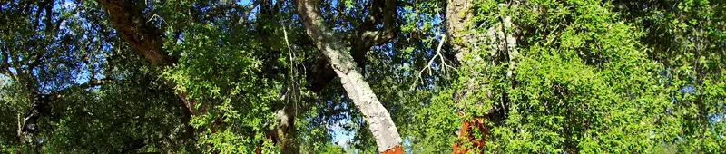 Самое старое и самое большое пробковое дерево в мире – дерево Уистлера