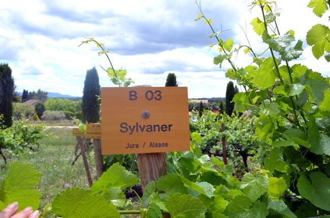 Quanti di questi insoliti vitigni a bacca bianca conosci?...