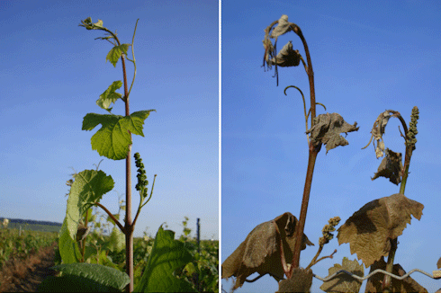 Danos causados ​​pela geada de champanhe