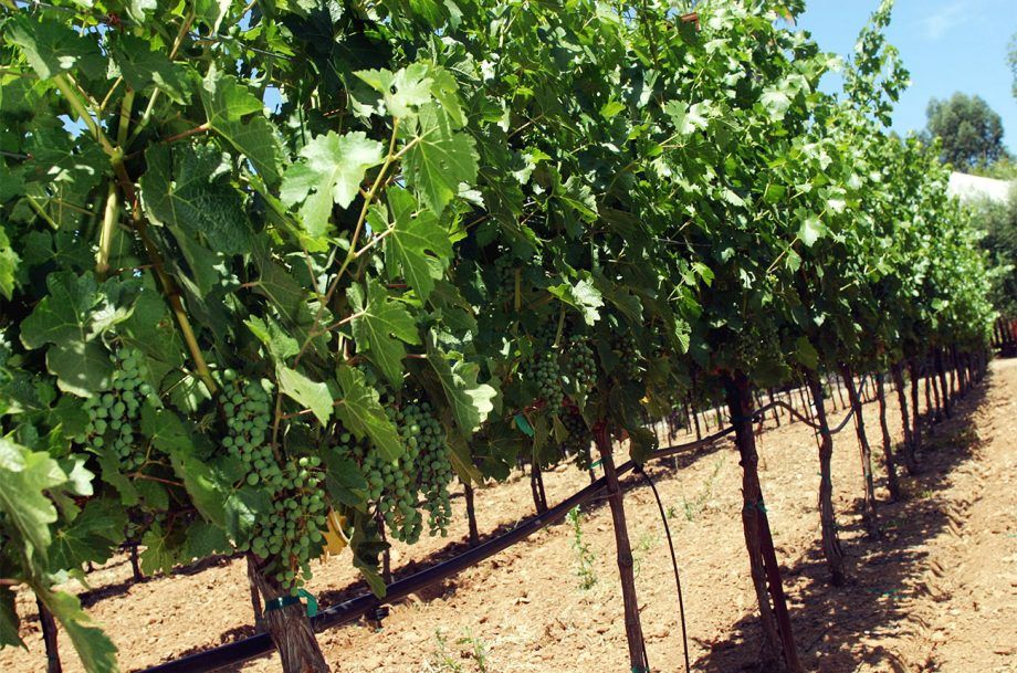 Ted Edwards, de Freemark Abbey, esdevé enòleg emèrit després de 40 anys...