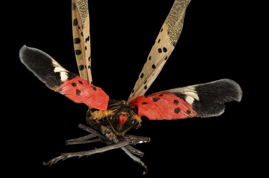 ตัวต่ออาจช่วยไร่องุ่นในแคลิฟอร์เนียจาก 'การบุกรุก' โดยแมลงวันของจีน...