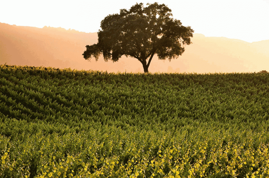 BR Cohn vingård solgt i Californien...