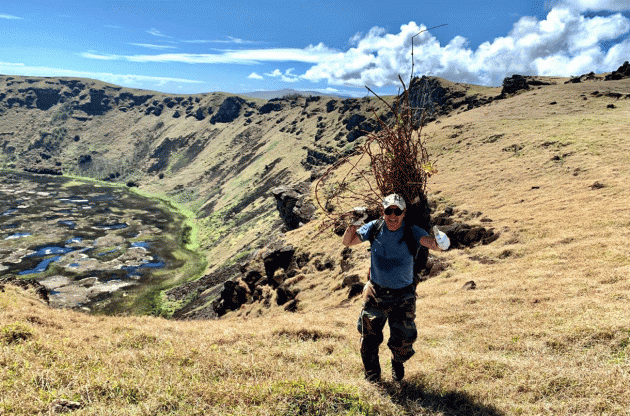 Ang Easter Island Rapa Nui na puno ng ubas ay nagligtas sa Chile ng matinding vitikultura