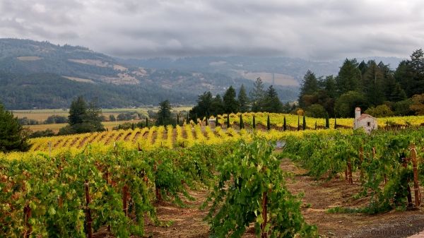 نیپا ویلی داھ کی باریوں کی فائرنگ سے مشتبہ قتل اور خودکشی ہوئی...