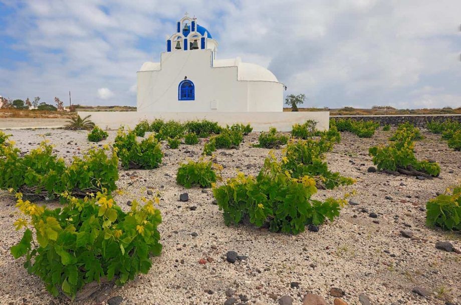 Il piccolo raccolto di Santorini potrebbe aumentare i prezzi dei vini Assyrtiko...