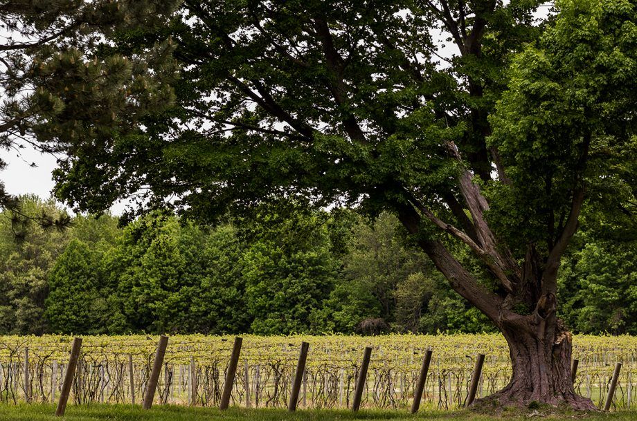 Regional profil: Michigan...