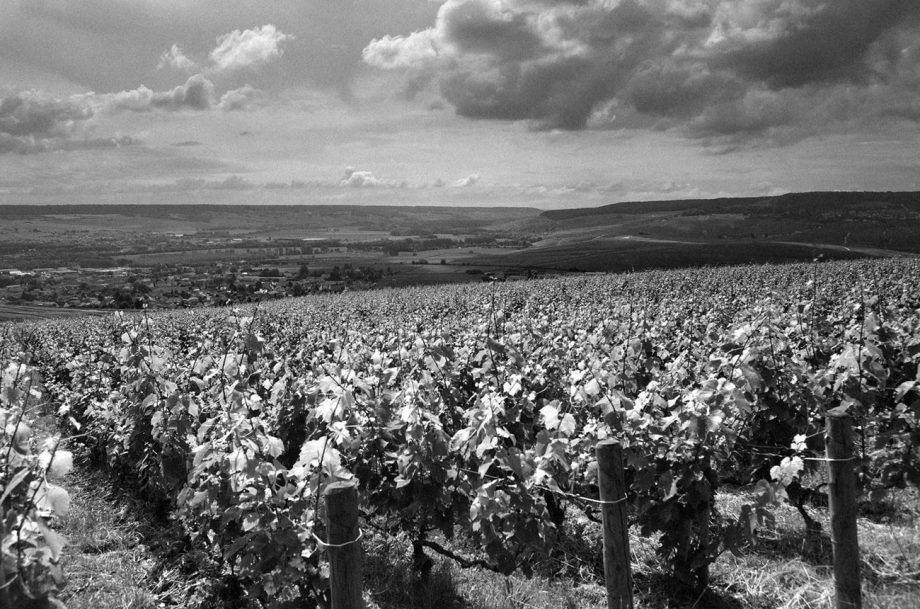 Marcas de champán para comprar: más de 100 botellas antiguas y no antiguas clasificadas...