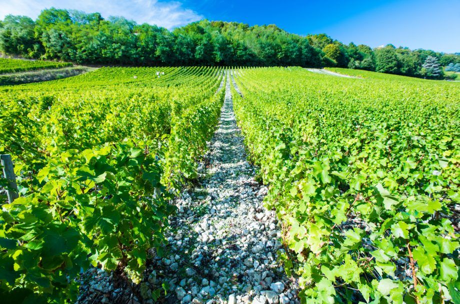 20 Sauvignon Blanc terbaik dari seluruh Perancis...