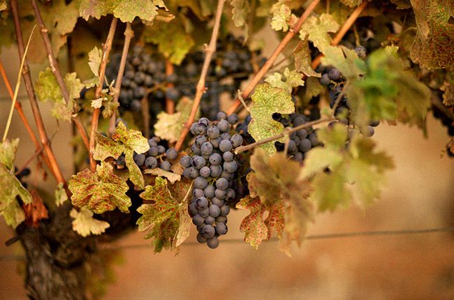 Penuaan Cabernet Sauvignon