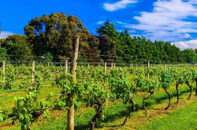 πρωί οινοποιείο, Νέα Ζηλανδία 2016