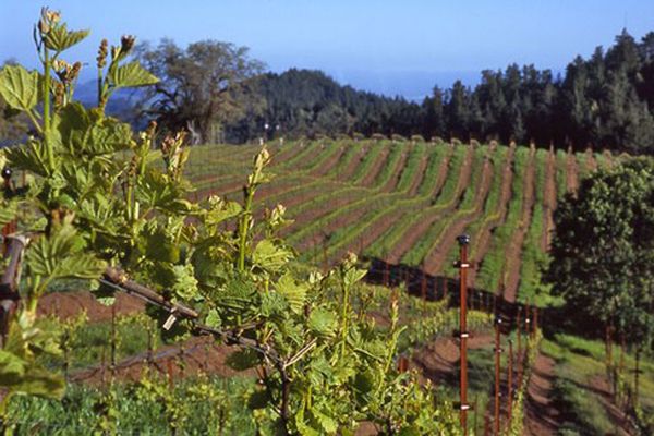 Kalifornijos rūsio durys