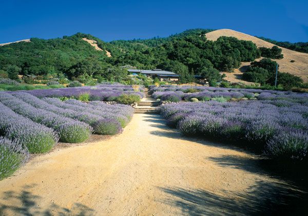 Kalifornijos rūsio durys, Matanzas Creek