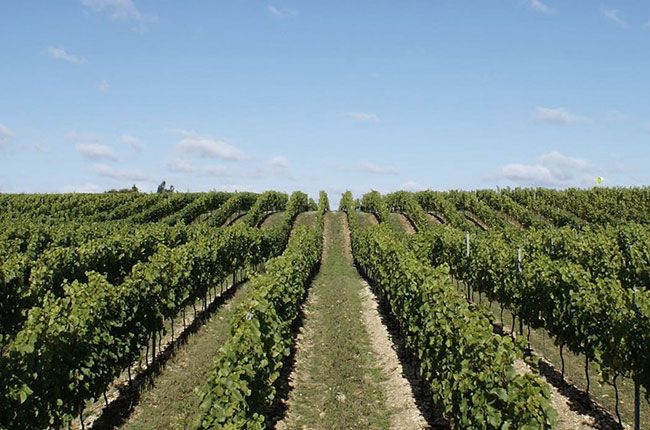 ہیمپشائر وائن فیسٹیول ہیٹنگلی ویلی