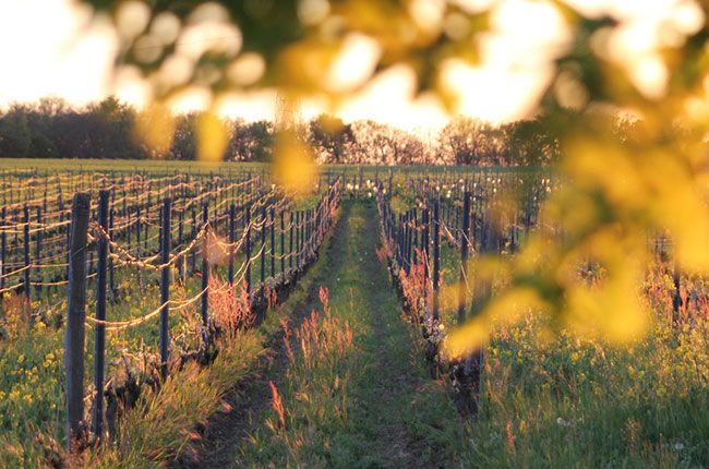 Tham quan rượu vang Toulouse, Domaine Rotier