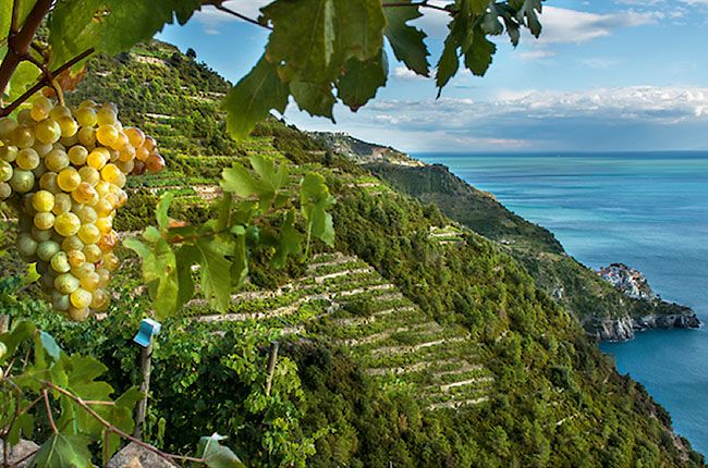 מדריך טיולים סינק טרה